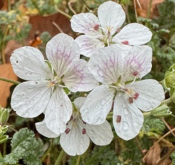 Erodium 'Buddy'